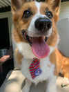 "Corgis for Kamala" Pin Button