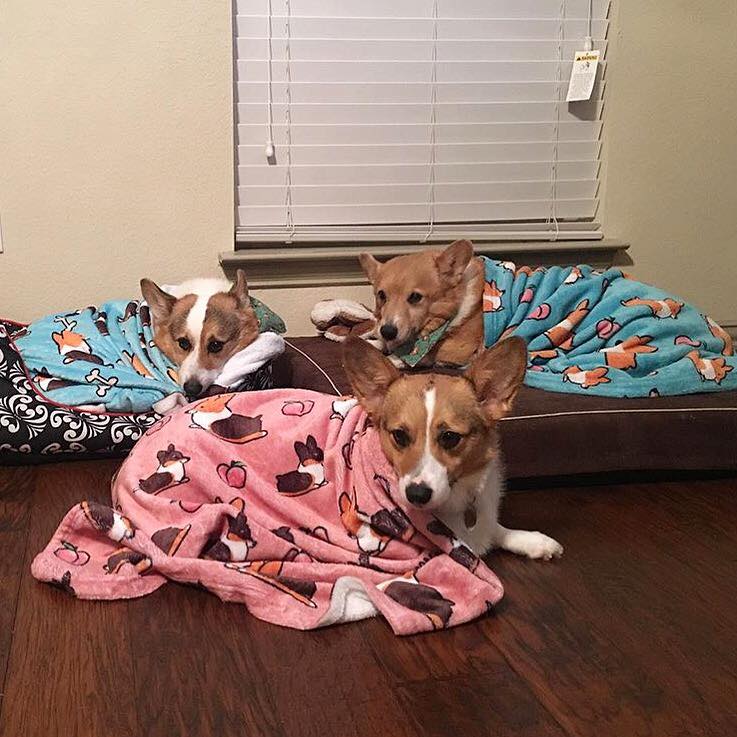 Blue Cardigan Corgi Sploot Fleece Blanket | 3 Sizes