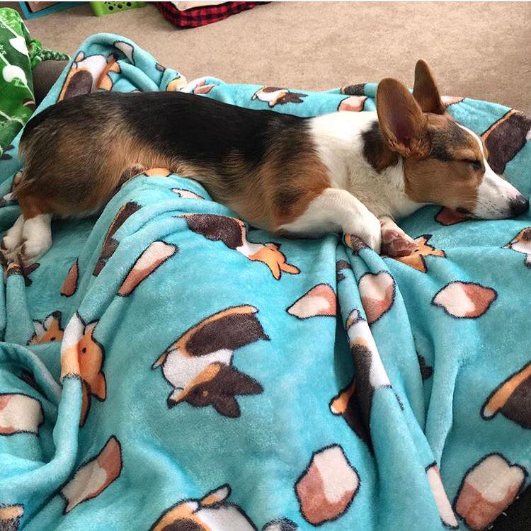 Blue Loaf Tricolor Corgi Fleece Blanket | 3 Sizes