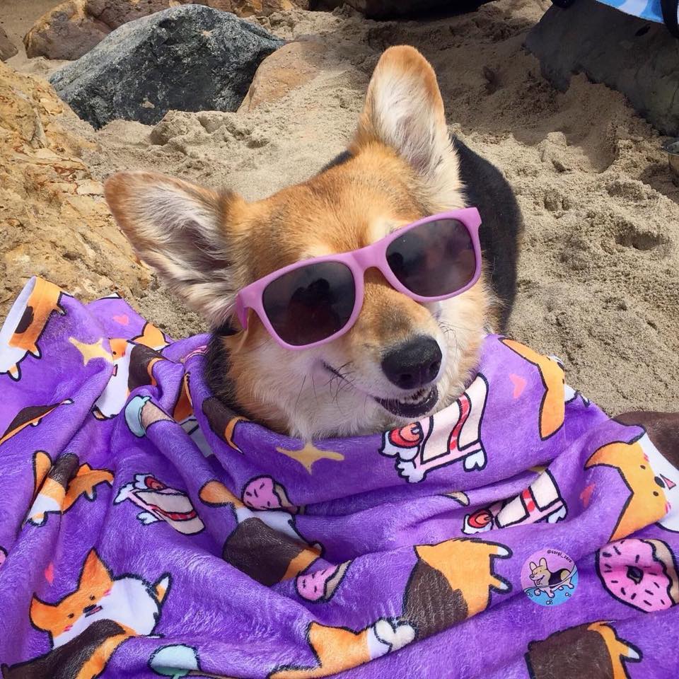Sweet Treats Corgi Beach Towel