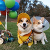 The Life of Corgnelius and Stumphrey: The Cutest Corgis in the World