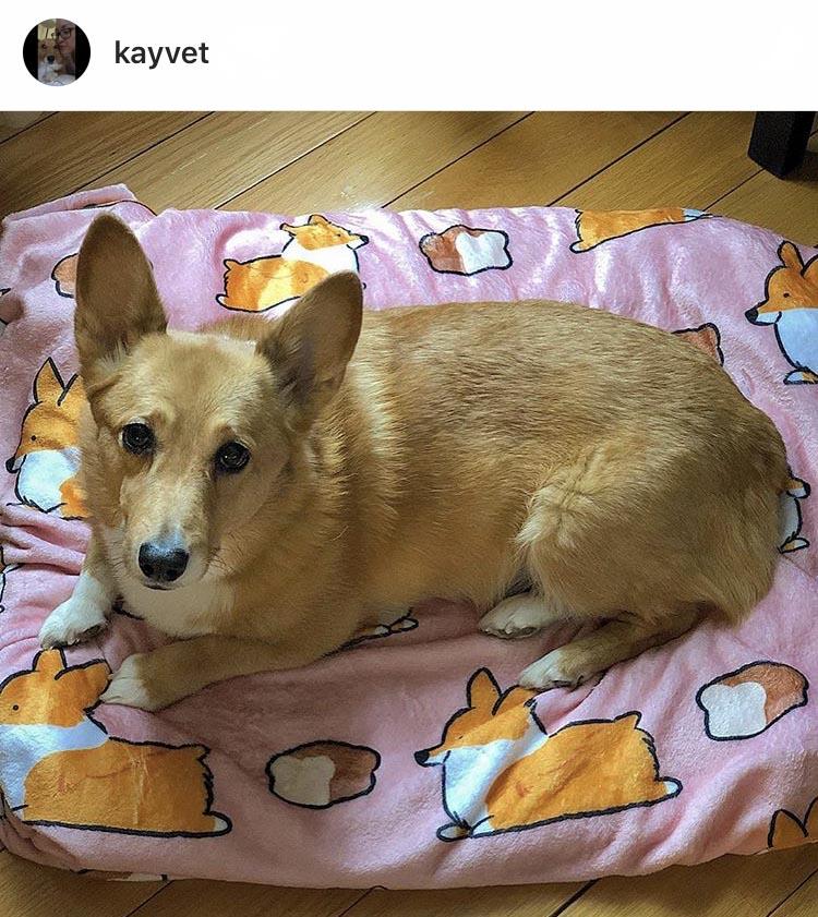 Pink Loaf Cardigan Corgi Fleece Blanket | 3 Sizes