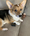 PREORDER: Corgi Things Necklace | Corgi With Tail | GoldFilled