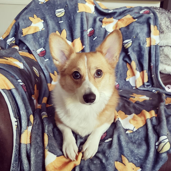 Happy pupstomers