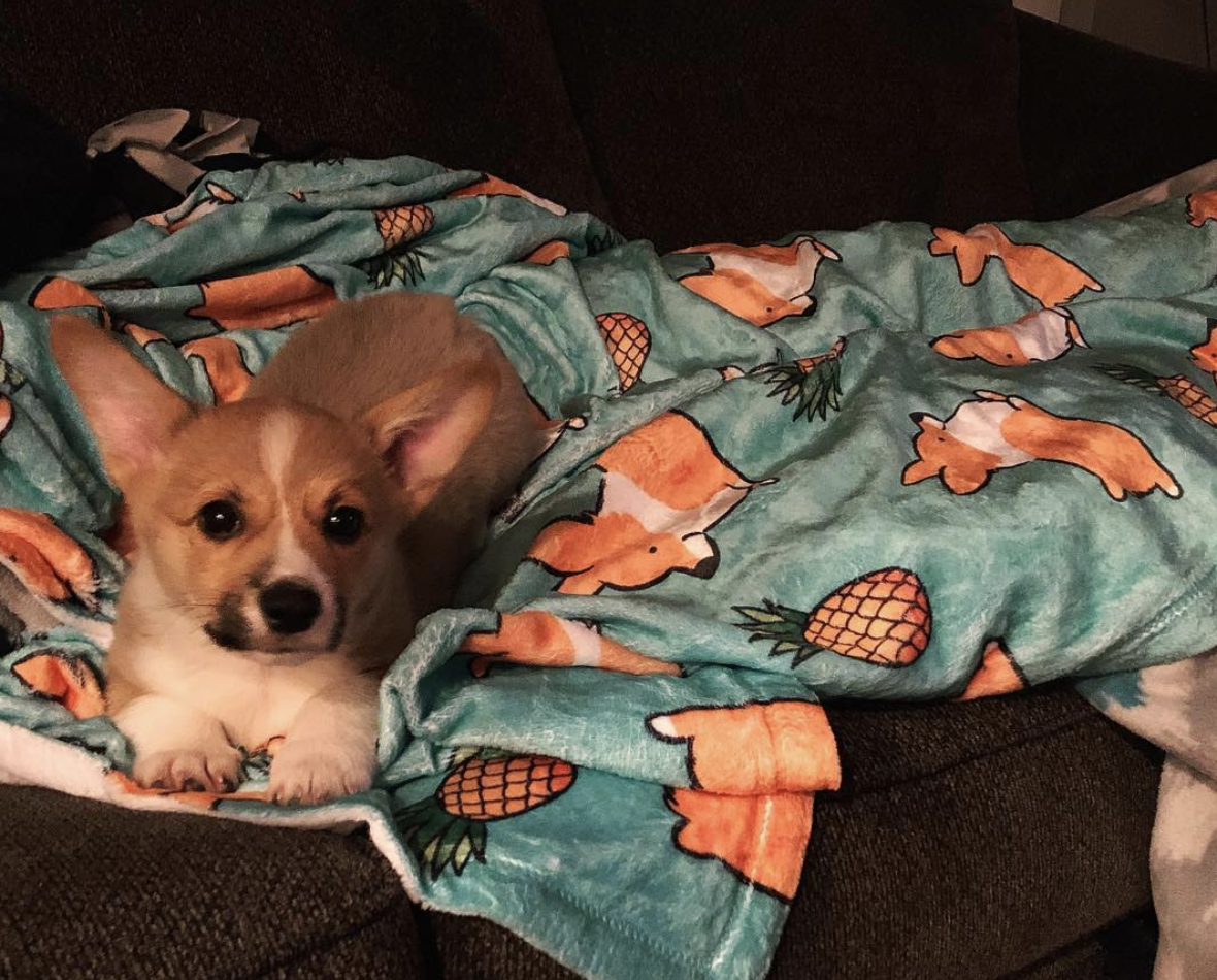 Pineapple Corgi Fleece Blanket 3 Sizes Corgi Things