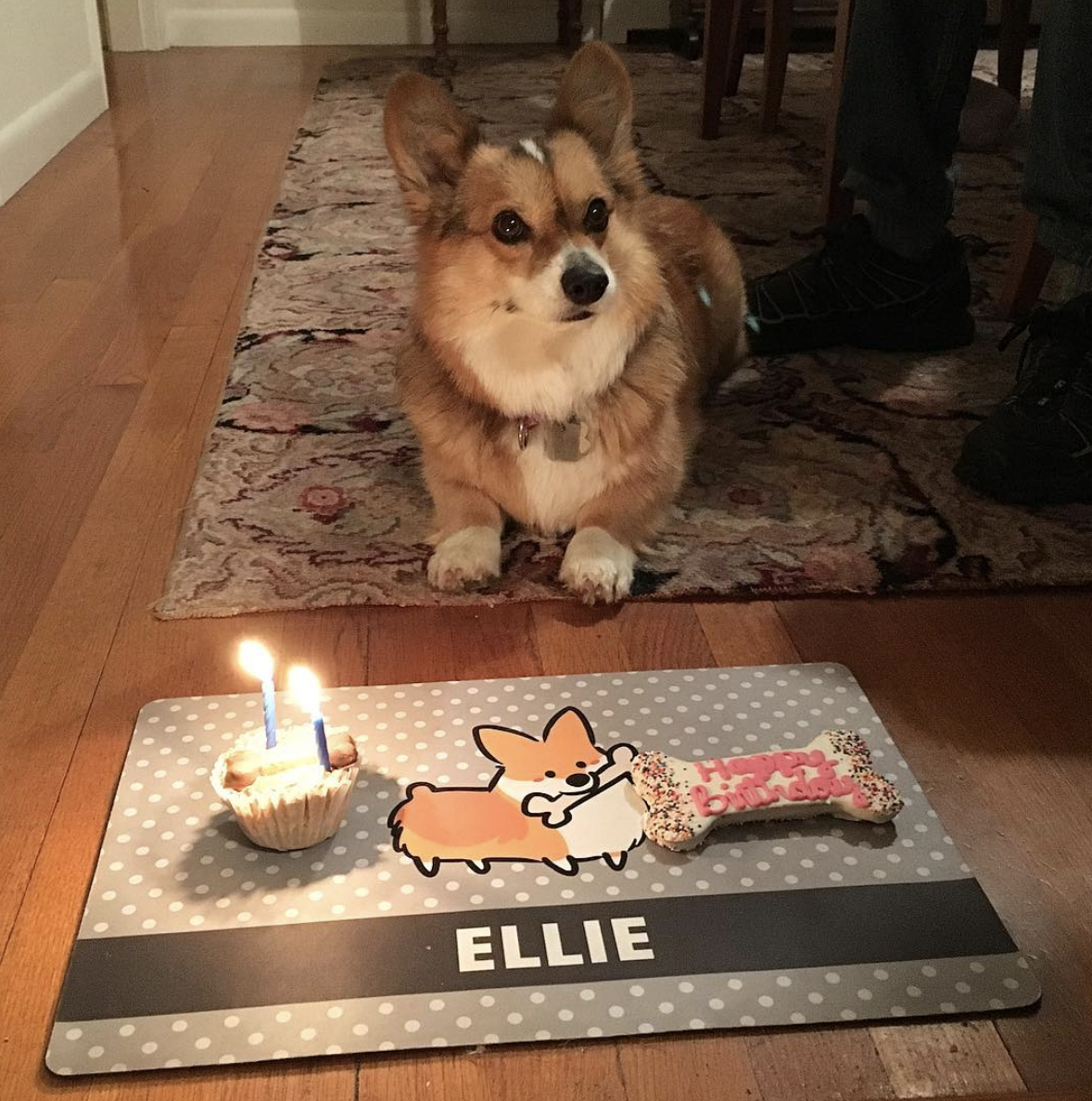 Custom Corgi Fabric Pet Placemat | 12" x 18"
