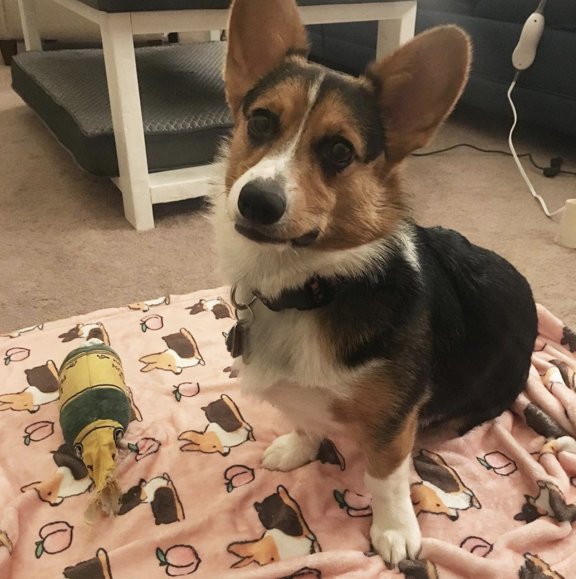 Pink Tricolor Corgi Sploot Fleece Blanket | 3 Sizes