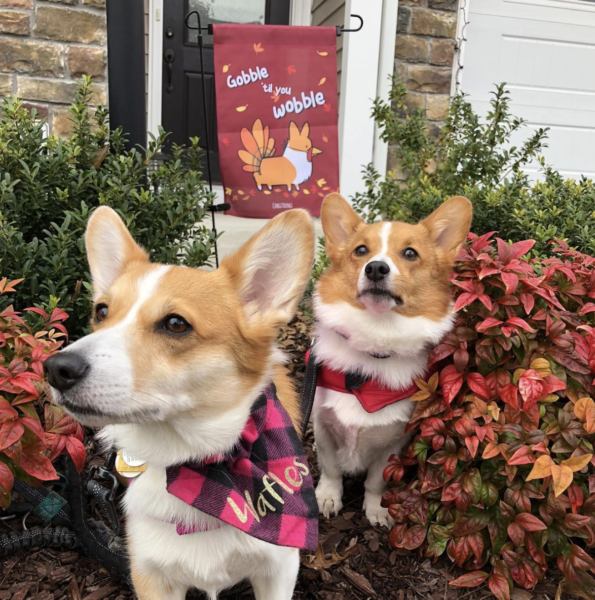 Gobble 'Til You Wobble