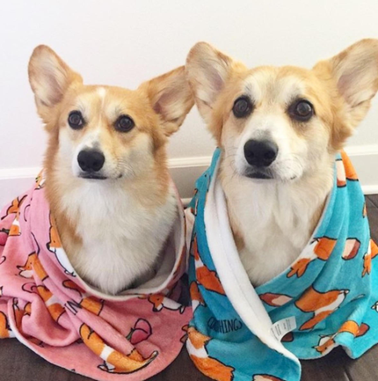 Blue Loaf Corgi Fleece Blanket | 3 Sizes