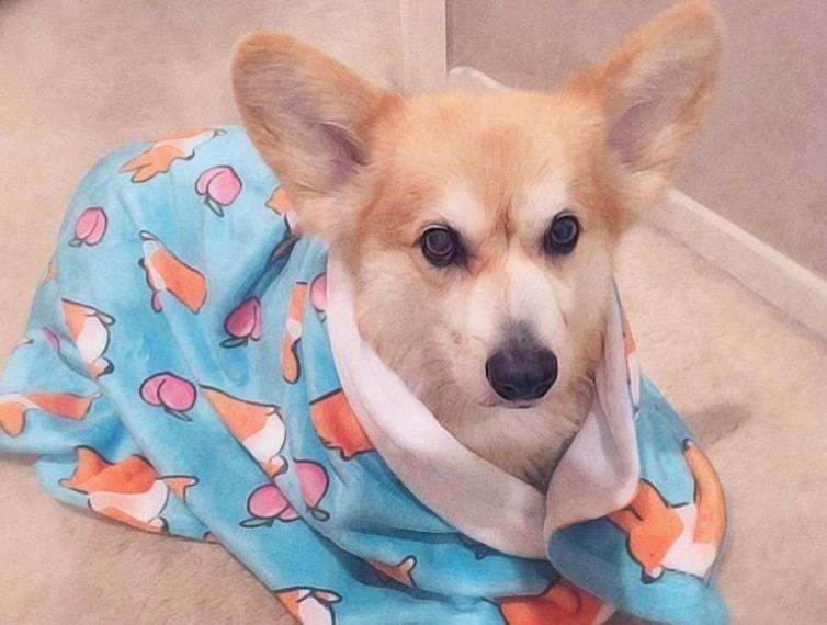 Blue Corgi Sploot Fleece Blanket | 3 Sizes