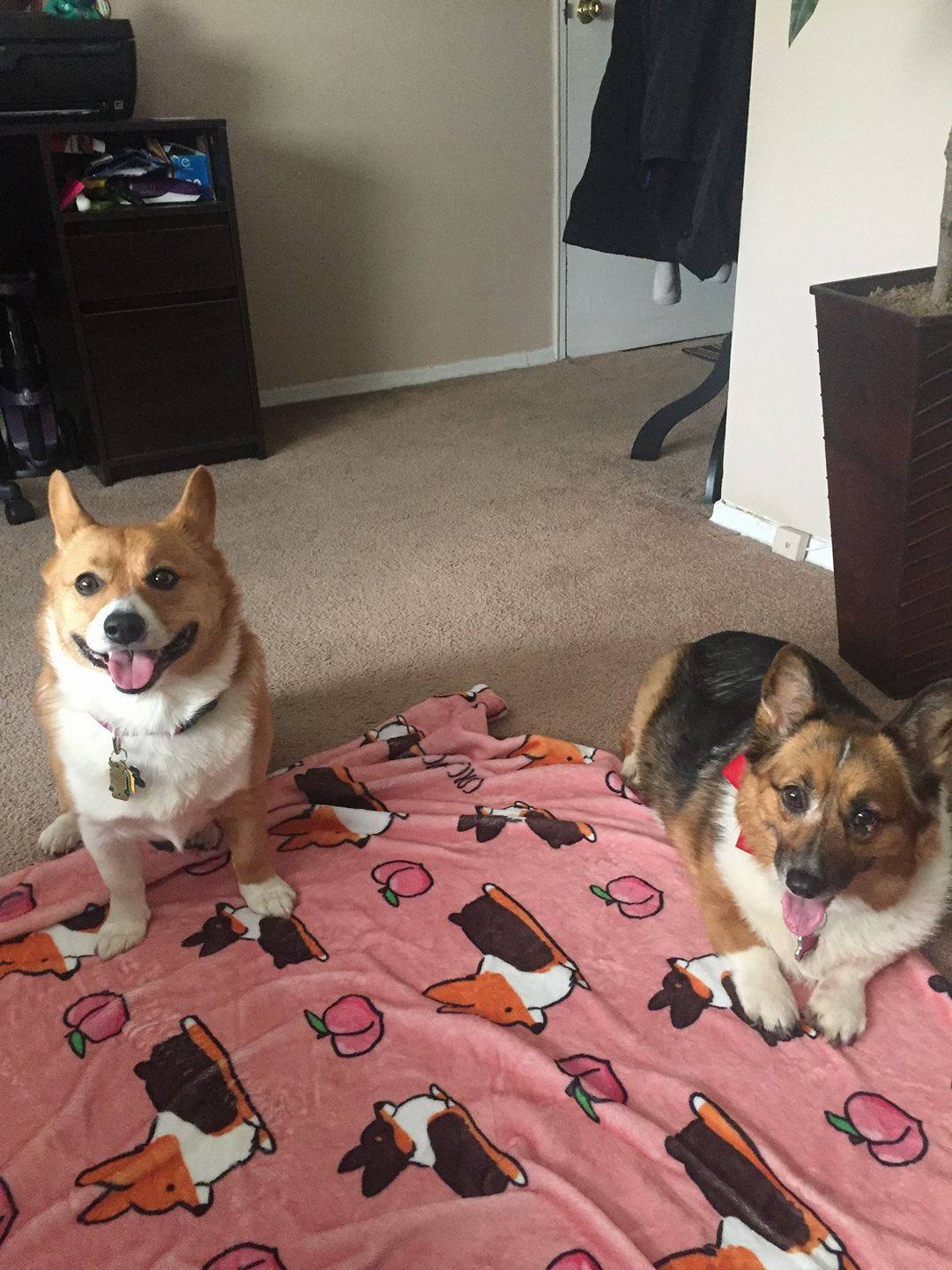 Pink Tricolor Corgi Sploot Fleece Blanket | 3 Sizes