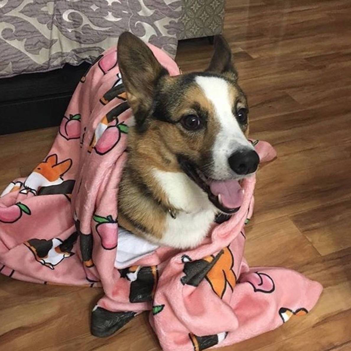 Pink Tricolor Corgi Sploot Fleece Blanket | 3 Sizes