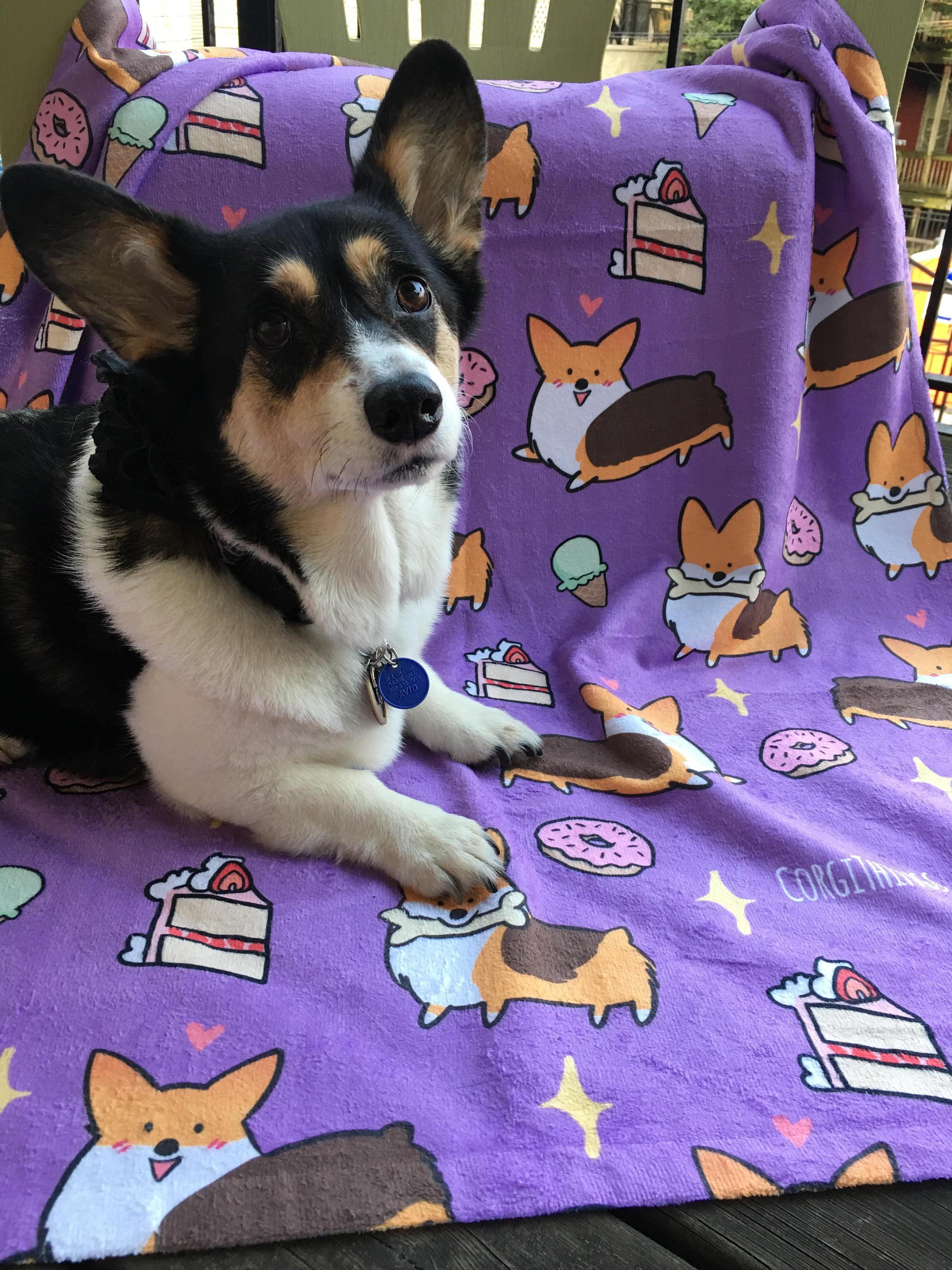 Sweet Treats Corgi Beach Towel
