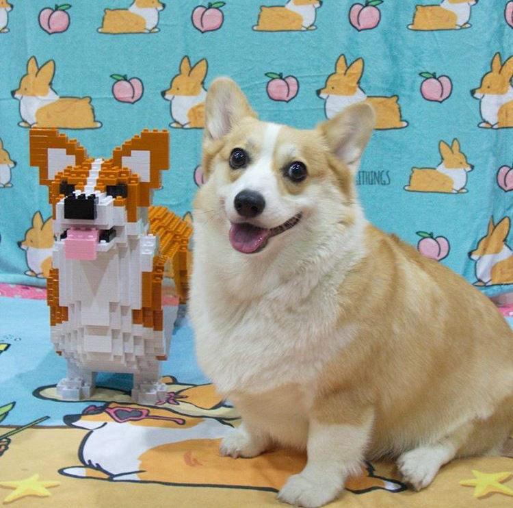 Blue Corgi Sploot Fleece Blanket | 3 Sizes