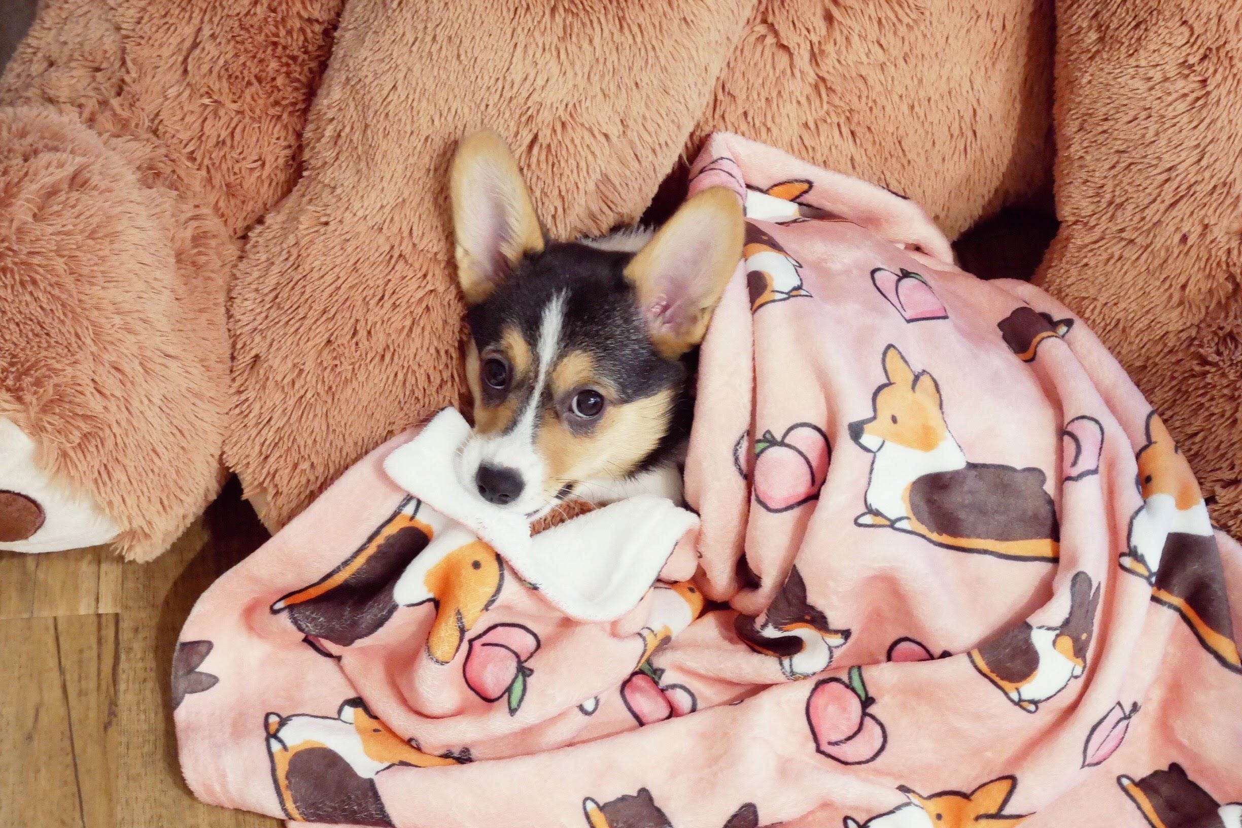 Pink Tricolor Corgi Sploot Fleece Blanket | 3 Sizes