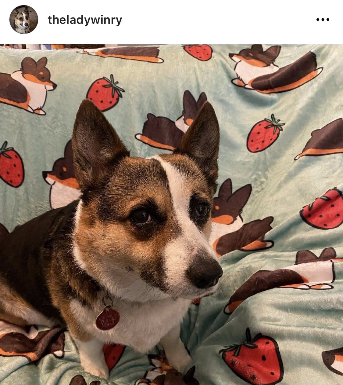 BESTSELLER! Build-Your-Own Corgi Things Blanket