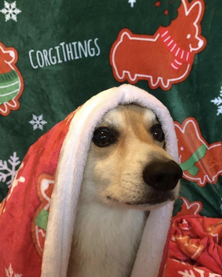 "Gingerbread Corgis" Green Fleece Blanket | Holiday Collection