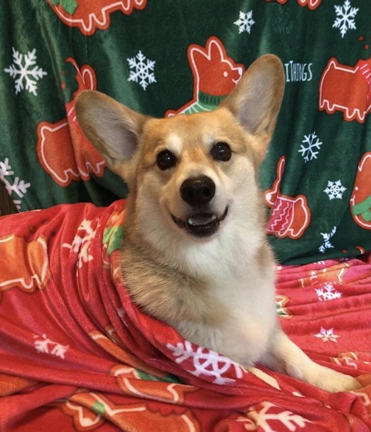 "Gingerbread Corgis" Green Fleece Blanket | Holiday Collection