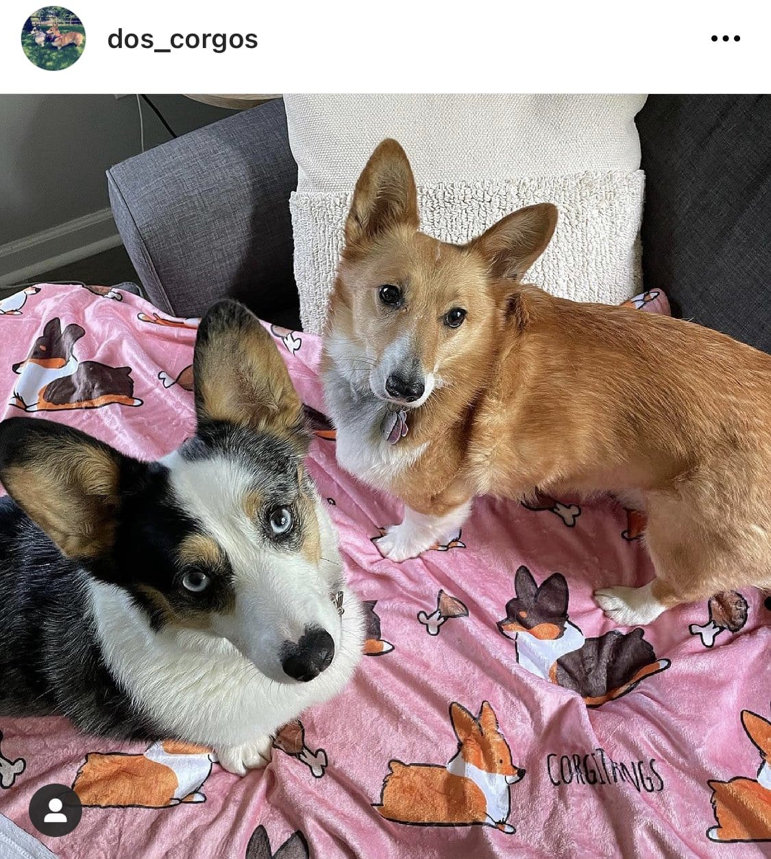 BESTSELLER! Build-Your-Own Corgi Things Blanket