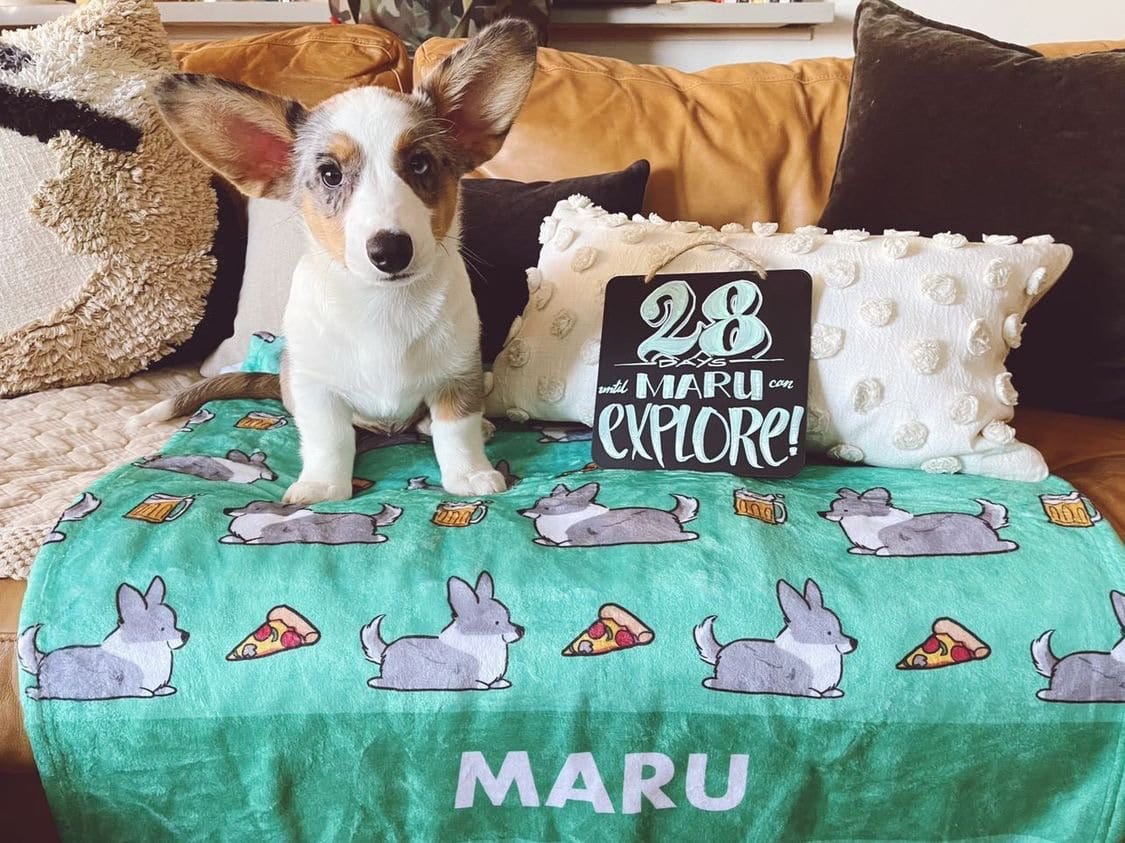 BESTSELLER! Build-Your-Own Corgi Things Blanket